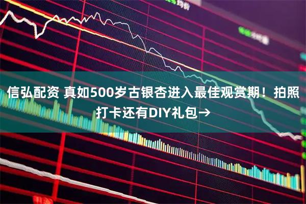 信弘配资 真如500岁古银杏进入最佳观赏期！拍照打卡还有DIY礼包→